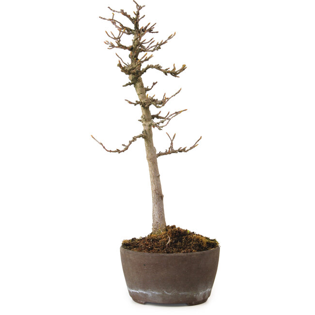 Acer buergerianum, 23 cm, ± 20 anni