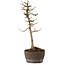Acer buergerianum, 23 cm, ± 20 Jahre alt