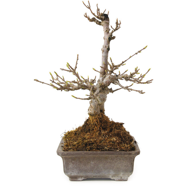 Acer buergerianum, 20 cm, ± 20 Jahre alt