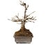 Acer buergerianum, 20 cm, ± 20 jaar oud