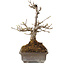 Acer buergerianum, 20 cm, ± 20 years old
