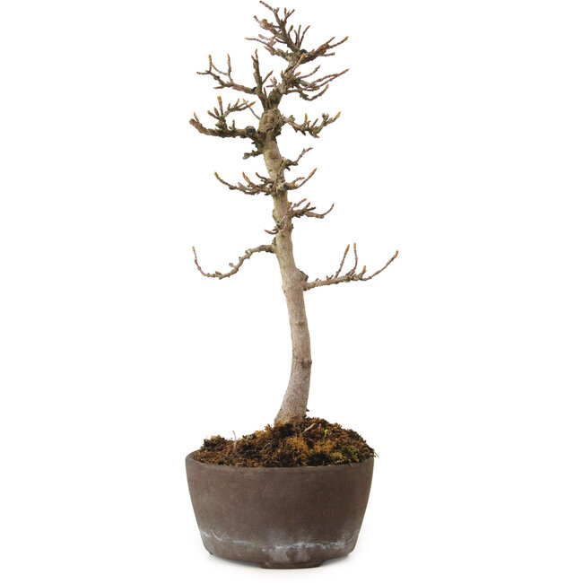 Acer buergerianum, 23 cm, ± 20 ans