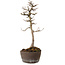 Acer buergerianum, 23 cm, ± 20 Jahre alt