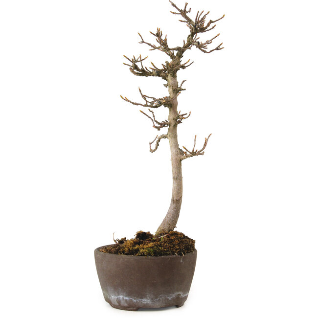 Acer buergerianum, 23 cm, ± 20 anni