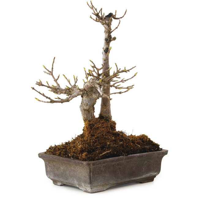 Acer buergerianum, 20 cm, ± 20 ans