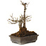 Acer buergerianum, 20 cm, ± 20 Jahre alt