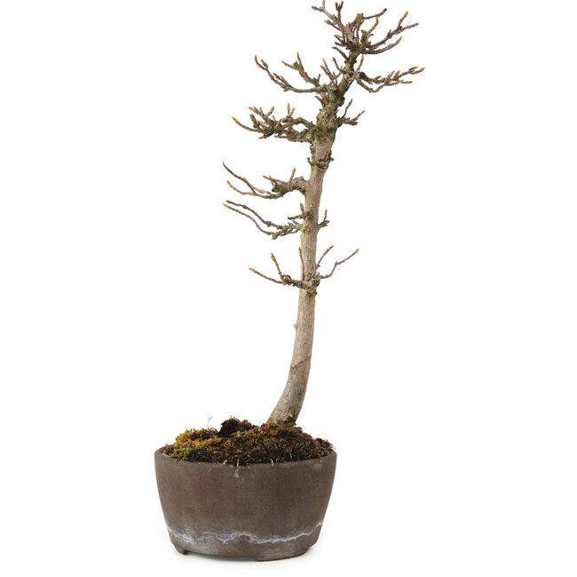 Acer buergerianum, 23 cm, ± 20 Jahre alt