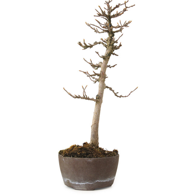 Acer buergerianum, 23 cm, ± 20 años