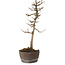 Acer buergerianum, 23 cm, ± 20 anni