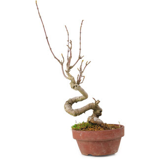 Acer buergerianum, 14 cm, ± 20 Jahre alt