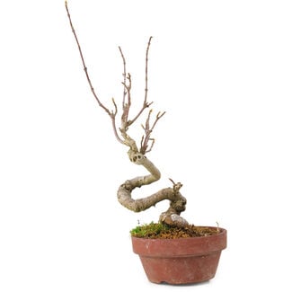 Acer buergerianum, 14 cm, ± 20 years old