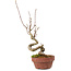 Acer buergerianum, 14 cm, ± 20 jaar oud