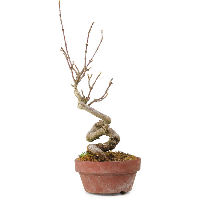 Acer buergerianum, 14 cm, ± 20 Jahre alt