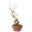 Acer buergerianum, 14 cm, ± 20 Jahre alt