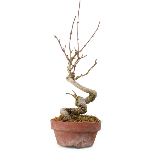 Acer buergerianum, 14 cm, ± 20 years old