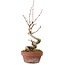 Acer buergerianum, 14 cm, ± 20 Jahre alt