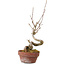 Acer buergerianum, 14 cm, ± 20 anni