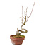 Acer buergerianum, 14 cm, ± 20 ans