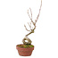 Acer buergerianum, 14 cm, ± 20 years old