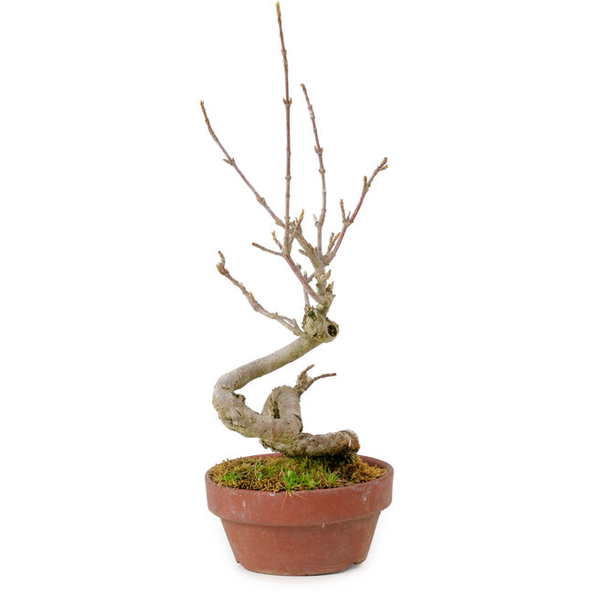 Acer buergerianum, 14 cm, ± 20 jaar oud