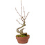Acer buergerianum, 14 cm, ± 20 years old