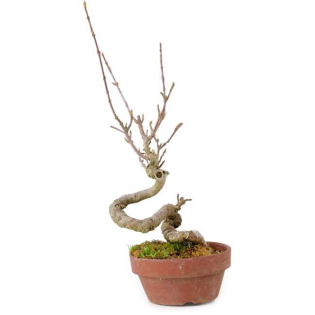 Acer buergerianum, 14 cm, ± 20 Jahre alt