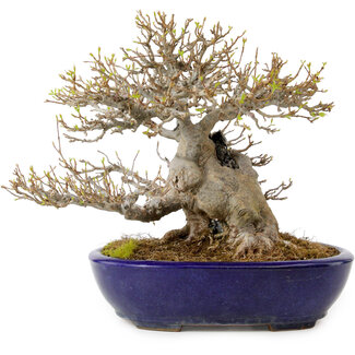Yamafusa Acer buergerianum, 23 cm, ± 40 anni
