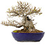 Acer buergerianum, 23 cm, ± 40 anni, in vaso giapponese fatto a mano da Yamafusa, con nebari di 18 cm