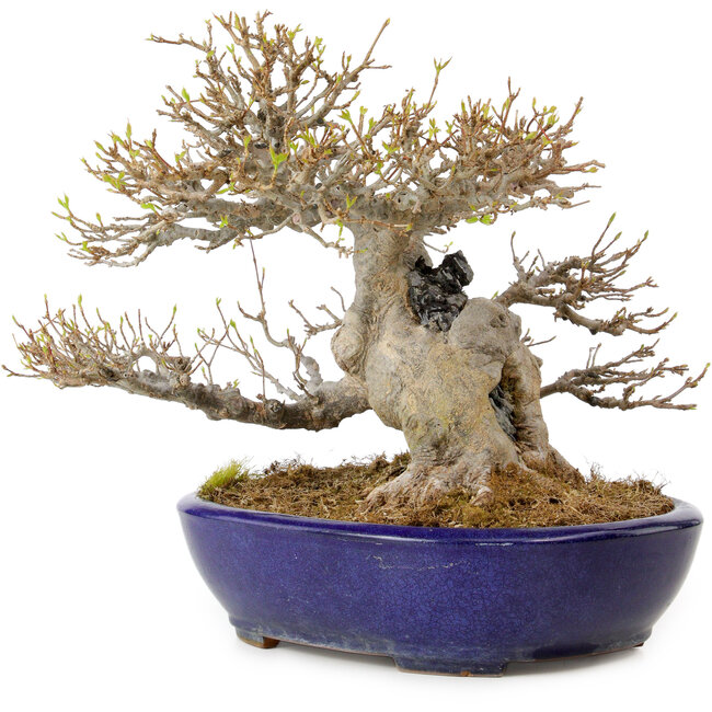 Acer buergerianum, 23 cm, ± 40 years old, in a handmade Japanese pot by Yamafusa, with a nebari of 18 cm