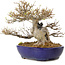 Acer buergerianum, 23 cm, ± 40 years old, in a handmade Japanese pot by Yamafusa, with a nebari of 18 cm