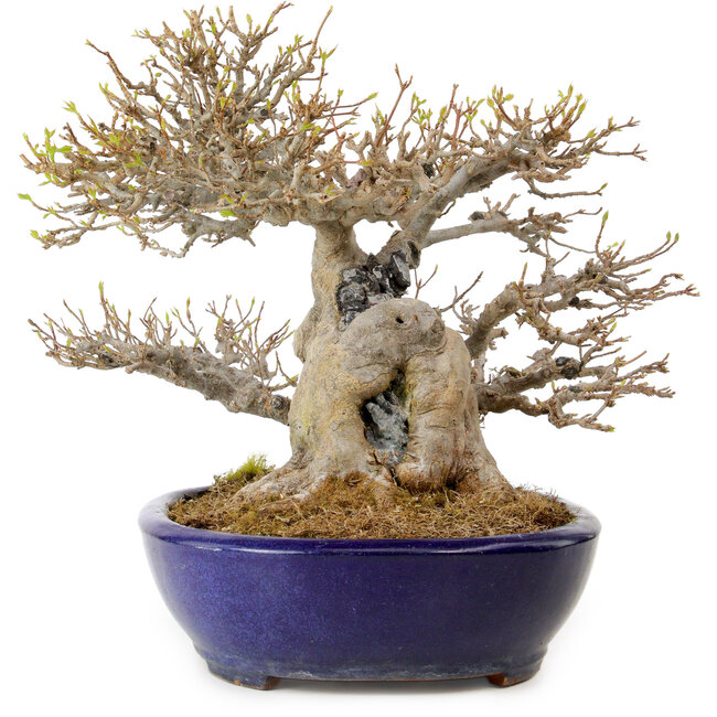Acer buergerianum, 23 cm, ± 40 years old, in a handmade Japanese pot by Yamafusa, with a nebari of 18 cm