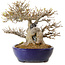 Acer buergerianum, 23 cm, ± 40 anni, in vaso giapponese fatto a mano da Yamafusa, con nebari di 18 cm