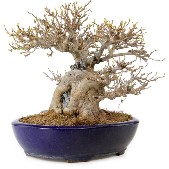 Acer buergerianum, 23 cm, ± 40 years old, in a handmade Japanese pot by Yamafusa, with a nebari of 18 cm