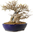 Acer buergerianum, 23 cm, ± 40 jaar oud, in een handgemaakte Japanse pot van Yamafusa, met een nebari van 18 cm.