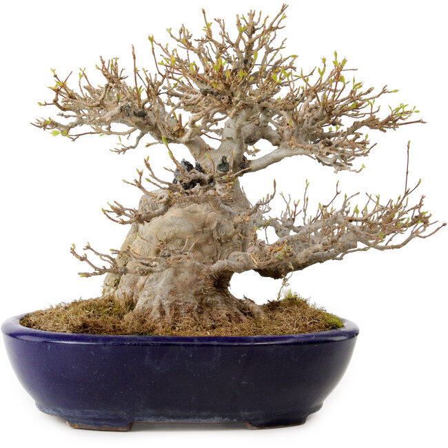 Acer buergerianum, 23 cm, ± 40 ans, dans un pot japonais fait main par Yamafusa, avec un nebari de 18 cm