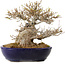 Acer buergerianum, 23 cm, ca. 40 Jahre alt, in einem handgefertigten japanischen Topf von Yamafusa, mit einem Wurzelhals von 18 cm