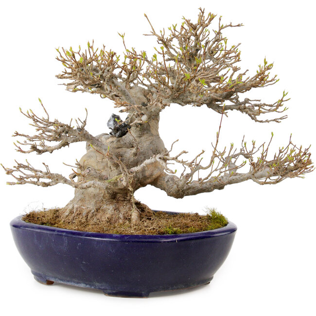 Acer buergerianum, 23 cm, ± 40 years old, in a handmade Japanese pot by Yamafusa, with a nebari of 18 cm