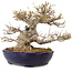 Acer buergerianum, 23 cm, ± 40 jaar oud, in een handgemaakte Japanse pot van Yamafusa, met een nebari van 18 cm.
