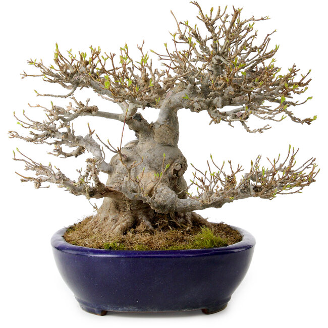 Acer buergerianum, 23 cm, ± 40 ans, dans un pot japonais fait main par Yamafusa, avec un nebari de 18 cm