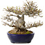 Acer buergerianum, 23 cm, ± 40 ans, dans un pot japonais fait main par Yamafusa, avec un nebari de 18 cm
