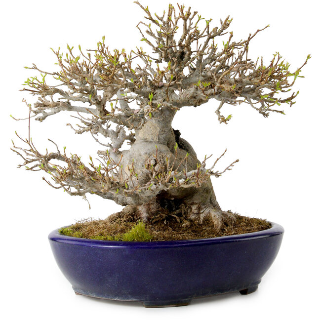 Acer buergerianum, 23 cm, ± 40 anni, in vaso giapponese fatto a mano da Yamafusa, con nebari di 18 cm