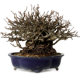 Chaenomeles speciosa Chojubai, 18 cm, ± 30 años