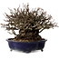 Chaenomeles speciosa Chojubai, 18 cm, ± 30 jaar oud, met een nebari van 14 cm