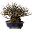 Chaenomeles speciosa Chojubai, 18 cm, ± 30 años de edad, con un nebari de 14 cm.