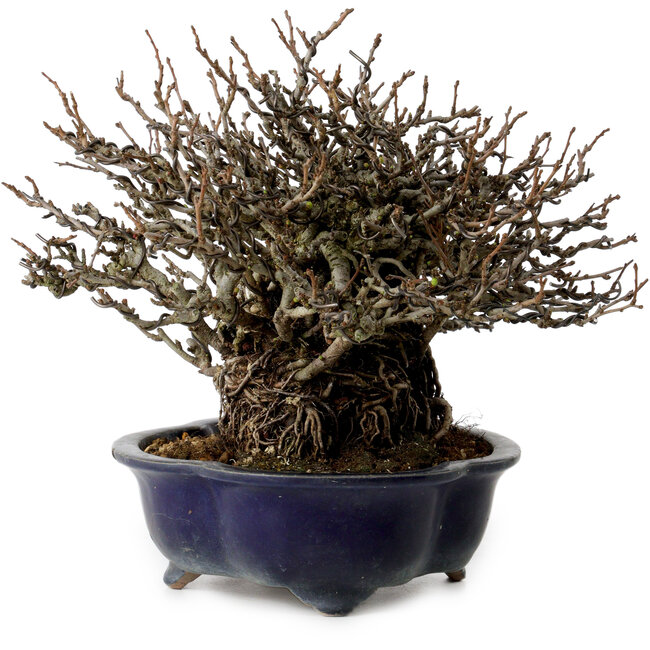 Chaenomeles speciosa Chojubai, 18 cm, ± 30 Jahre alt, mit einem Nebari von 14 cm