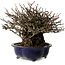 Chaenomeles speciosa Chojubai, 18 cm, ± 30 anni, con un nebari di 14 cm