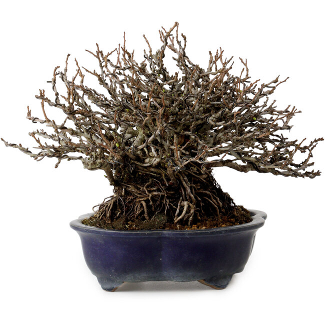 Chaenomeles speciosa Chojubai, 18 cm, ± 30 years old, with a nebari of 14 cm