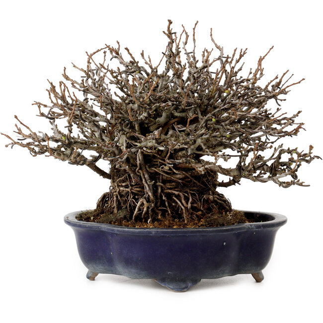 Chaenomeles speciosa Chojubai, 18 cm, ± 30 Jahre alt, mit einem Nebari von 14 cm