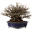 Chaenomeles speciosa Chojubai, 18 cm, ± 30 jaar oud, met een nebari van 14 cm