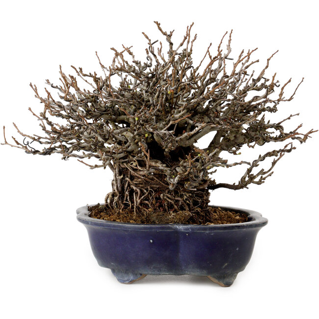 Chaenomeles speciosa Chojubai, 18 cm, ± 30 jaar oud, met een nebari van 14 cm
